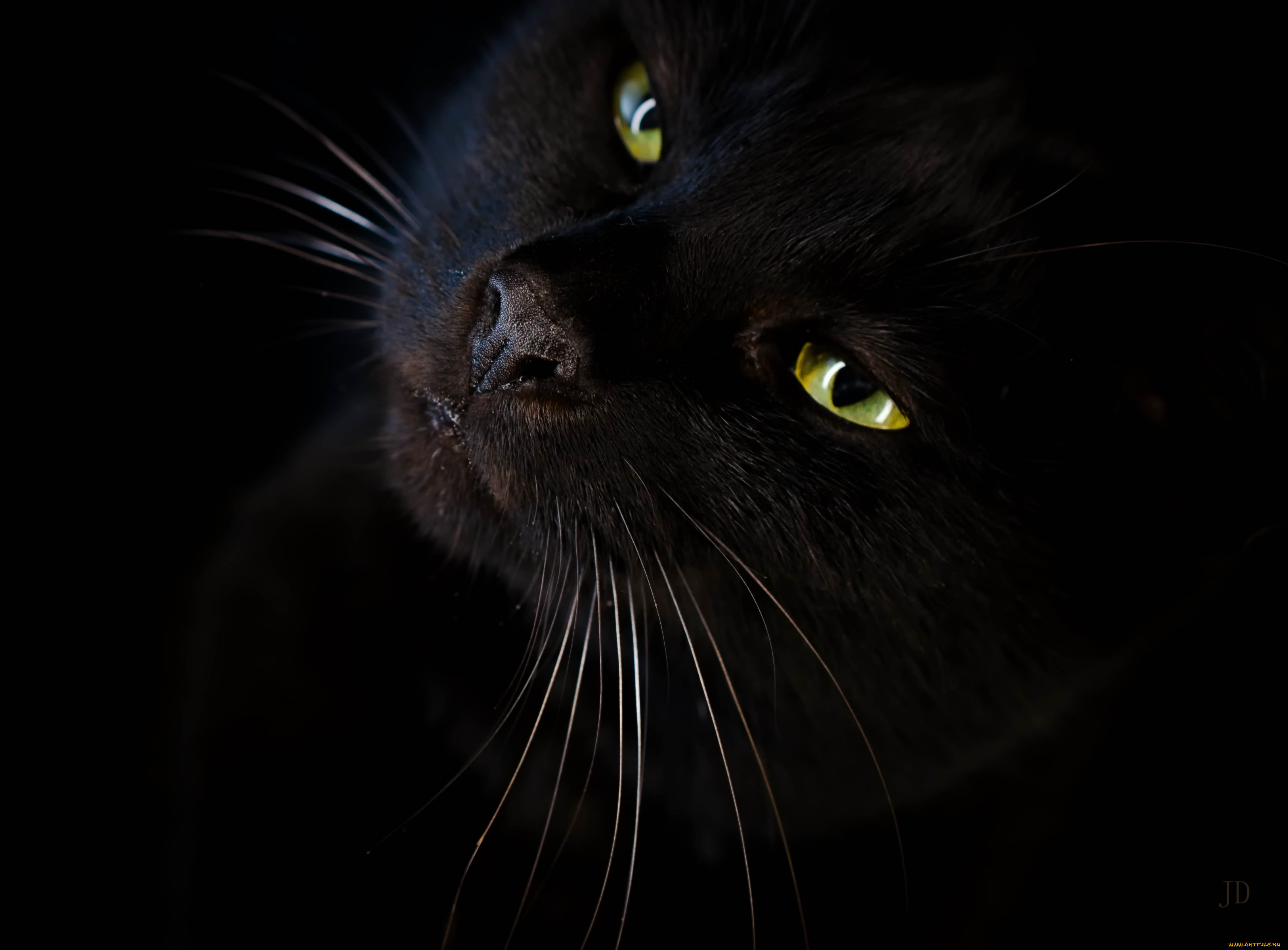 Черные кошки 10. Черная кошка. Чёрный кот с зелёными глазами. Черная кошка с зелеными глазами. Красивая черная кошка.